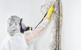 Best Water Damage & Mold Remediation in Hillsboro, TX